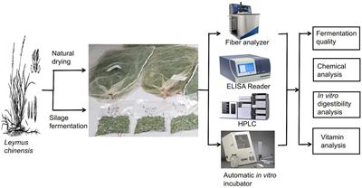 Effect of different harvest times and processing methods on the vitamin content of Leymus